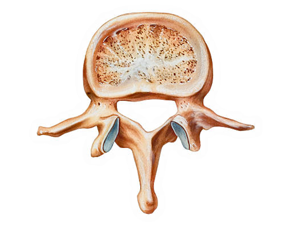 Columna vertebral